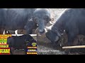 असली भावनगरी जाफरा भैंसें i royal blood line jafarabadi buffalo at jamnagar gujarat