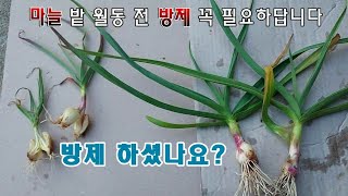 마늘밭 무름병,  병충해 예방