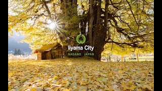 神戸のイチョウ　Godo no Oicho (Gingko Tree)　@Iiyama_City