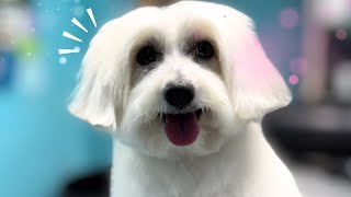 NO es un perro, es un PELUCHE!  Cambio de LOOK🥹