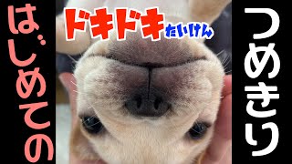 #15　子犬の爪切りに挑戦してみた！フレブル生後3ヶ月。【frenchbulldog】