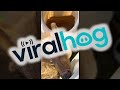 Muntjac Deer Looks Like a Space Alien || ViralHog