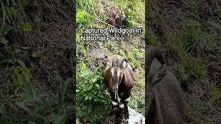 Eravikulam National park |Munnar #india #nature #kerala #munnar #trending #nationalpark #trending