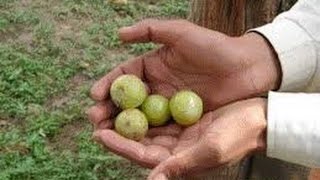 Amalaki fruit Benefits-Discover the Truth About Amalaki fruit