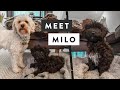 Meet Milo | Bringing Home Our New Cavapoochon Puppy