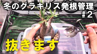 冬のグラキリス発根管理② 変化がないので抜いてみた/Pachypodium Gracilius/象牙宮