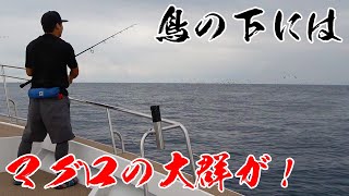 大量のマグロの群れが現れた！！！