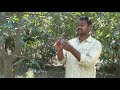 Mango grafting method   How 2 Do It Guide Step By Step   Best Guide