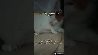 ファイト人馴れへの道  #7日目  #なでられ練強烈な猫パンチいただいてます手袋は必須アイテムです #shorts