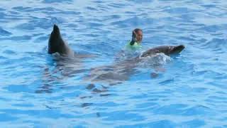 日本九州海洋水族館 海洋世界海之中道 マリンワールド海の中道 - 海豚水中芭蕾