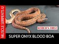 One-of-a-Kind Red Snake! Onyx Boa Litter Update