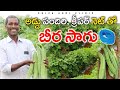 అడ్డు పందిరి బీరకాయ సాగు | Ridge Gourd Cultivation | Beerakaya Sagu | Shiva Agri Clinic