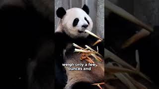 Panda’s 😍 #tiktok. #foryoupage. #fyp. #foryou.#viral. #love. #funny. #memes