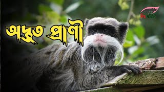 বিশ্বের সবচেয়ে অদ্ভুত ও বিচিত্র  প্রাণী |বিশ্ব পরিচিতি