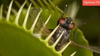 মাংসাশী ৫টি উদ্ভিদ।যাদের খাদ্য তালিকা আপনাকে অবাক করে দেবে। Carnivorous Tree