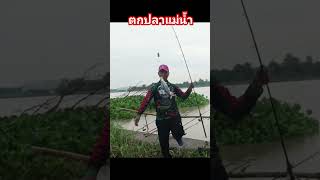 ตกปลาแม่น้ำเจ้าพระยา #fishing #subscribe #ตกปลา #shortsfeed #shortvideo #shortsviral #shorts #short