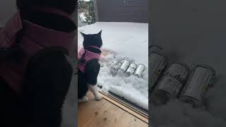 Snow and cat😽ハチワレ保護猫八之助