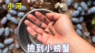 小河裡竟然有這麼多大閘蟹，阿傑隨手一抓就收穫滿滿，小小的身子太可愛了！