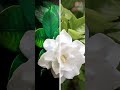 Big jasmine plant