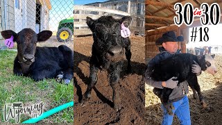 Three New Calves - #18 30in30 2023