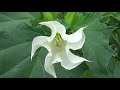 le datura stramoine ange et démon