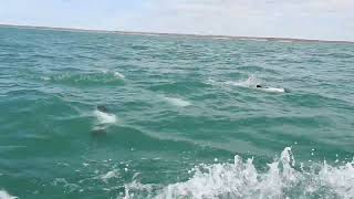 Commerson's Dolphin (Cephalorhynchus commersonii)