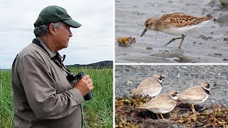 How to tell the difference between Maine's shorebirds | Bob's Bird's Eye View