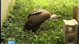 Ruppell's Griffon Vultures for Wild on Wane