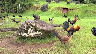 Kauai Chickens Gone Wild!