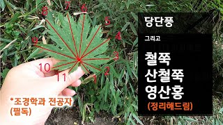 #산철쭉과 철쭉은 어떻게 다른가 #당단풍