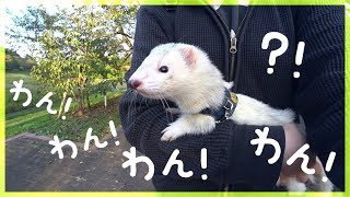 フェレット散歩中、犬に吠えられたので振り向いたら同士でした。- ferret lab #464