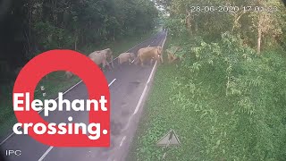 Herd of elephants caught on CCTV helping each other cross a road | SWNS