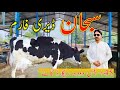 45+Litre Milking Cow For Sale | Biggest Order Milking Cow For Sale | Subhan Dairy Farm Top Cow Farm