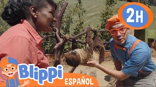 Zoológico de San Diego Parte | Blippi Español | Videos Educativos | TV infantil