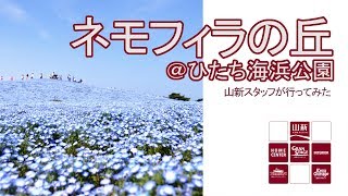 【山新】ひたち海浜公園のネモフィラを見に行ってみた　nemophilla at HITACHI SEASIDE PARK