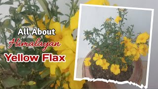 Reinwardtia Indica Plant Care in Hindi | Himalayan Yellow Flax ( Piyoli )