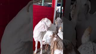 Beautiful Khassi Goats of Shahzad Kazi at Yateen’s Agro and Goat Farm