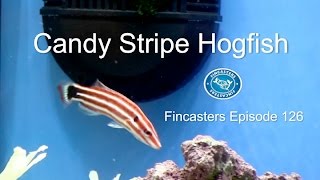 The Candy Stripe Hogfish Fincasters Episode 126