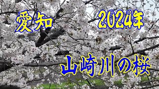 愛知県 山崎川の桜2024年