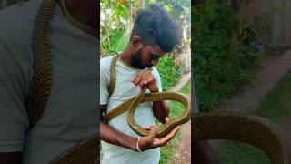 මාව දාලා යනවද ඇහුවම ළඟ නැවතුනා🥺🙏#minisa #animalrescue #animallover #snake #youtubeshorts #srilanka