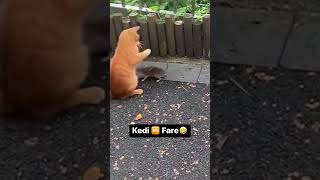 Kedi 🆚 Fare 🤣 #youtubeshorts #viralshorts #kediler #kedi #fare #cats #pati #cat #trend #komikvideo