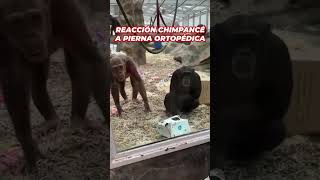 CHIMPANCÉ | INCREÍBLE REACCIÓN ante un HOMBRE SIN PIERNA