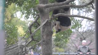 シンシンの運動場で木登りをして暴れるリーリー (The panda climbed in a tree/LILI)