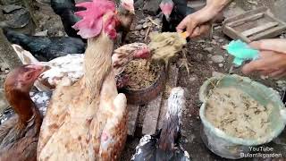 GAK PUSING LAGI CARI PAKAN AYAM 🐓🐔 TANAM INI AJA