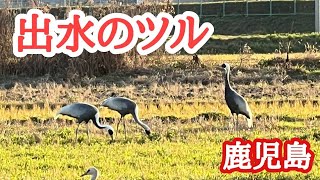 【鹿児島観光】　阿久根のコッコ屋～出水の鶴