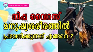 നിപ്പ വൈറസ് മനുഷ്യശരീരത്തിൽ പ്രവേശിക്കുന്നത് ഇങ്ങനെ | Nippa virus | Ethnic Health Court