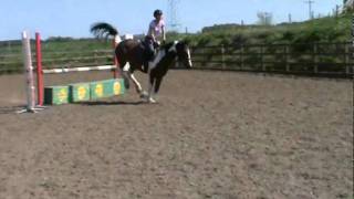 Toby 6yo Irish gelding 15hhapp sold