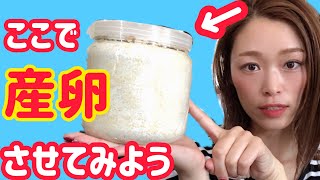 菌糸ビンで産卵セット！やってみよう☺️【オウゴンオニクワガタ】