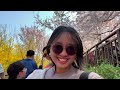 seoul 2023 mini vlog 🌸 🇰🇷 cherry blossom festival lotte world adventure what we ate and more