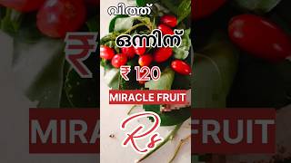 ഞാൻ കണ്ടെത്തുന്ന വരുമാന മാർഗങ്ങൾ MIRACLE FRUIT #shortsvideo#viral